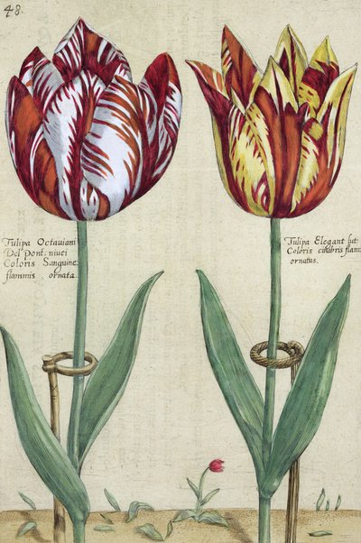 Tulipa Octaviani del pont, en Tulipa Elegant, uit 