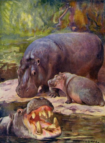 In de dierentuin: Nijlpaard door Cuthbert Edmund Swan