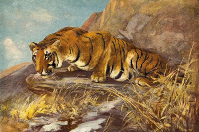 Wachtend op zijn volgende maaltijd door Cuthbert Edmund Swan