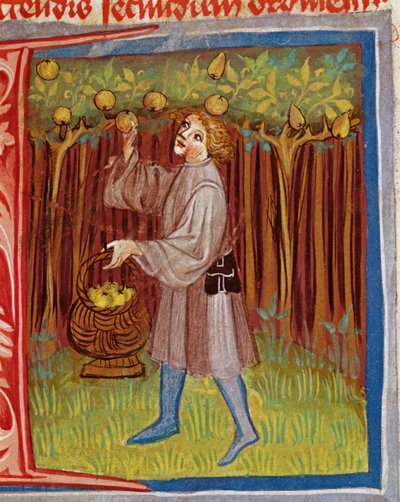 Vruchten plukken, uit Opus Ruralium Commodorum door Pietro Crescenzi (1230-1321) door Czech School
