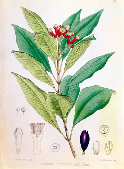Kruidnagel, bloemknop van Syzygium aromaticum Eugenia carophyllata door D Blair