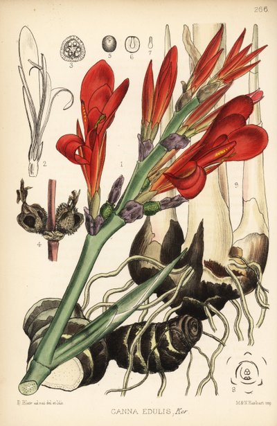 Indiase schiet, achira of meeru, Canna indica (Canna edulis). Handgekleurde lithografie door Hanhart naar een botanische illustratie door David Blair uit Robert Bentley en Henry Trimen