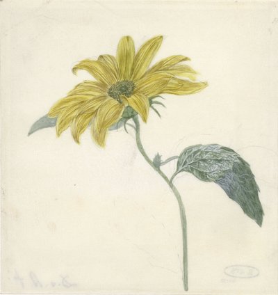 Zonnebloem door D. van Alphen
