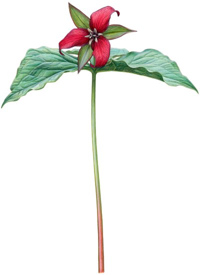Rode Trillium door Damstra Emily