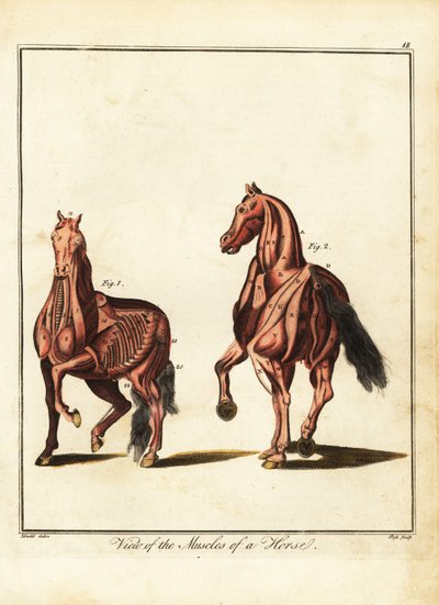 Spierstelsel van een paard. 1792 door Daniel (after) Dodd