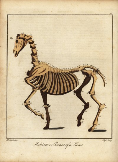 Skelet of botten van een paard. 1792 door Daniel (after) Dodd