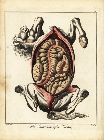 De darmen van een paard. 1792 door Daniel (after) Dodd
