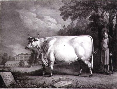 De Baron, een prijs shorthorn (De Nannau Witte Koe) gegraveerd door Charles Joseph Hullamandel (1789-1850) 1824 door Daniel Clowes
