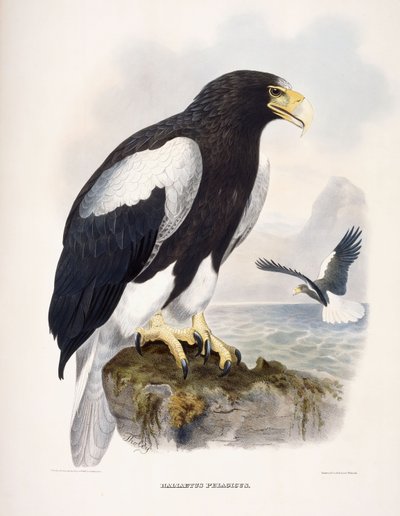 Haliaetus Pelagicus door Daniel Girard Elliot