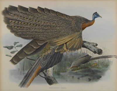 Argusianus Grayii door Daniel Giraud and Gould John Elliott