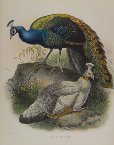Pavo Nigripennis - Zwartschouderpauw (kleur litho) door Daniel Giraud and Gould John Elliott