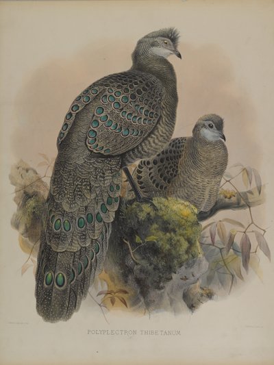 Polyplectron Tibetanum door Daniel Giraud and Gould John Elliott