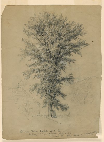 Iep bij Pitman