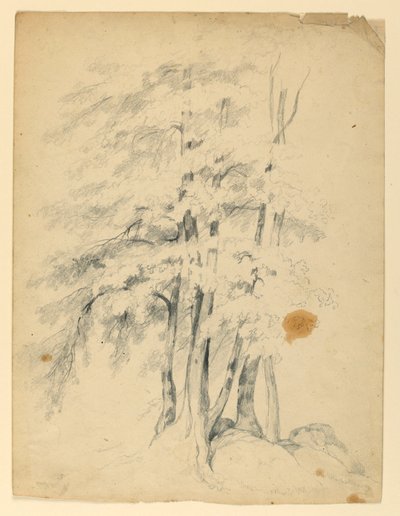 Studie van Zwarte Berken door Daniel Huntington