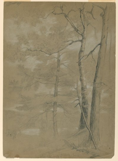 Studie van hemlock en beuk, White Lake door Daniel Huntington