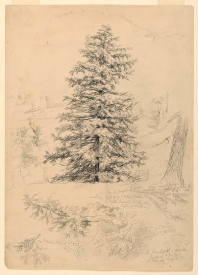 Studie van een Hemlock, North Conway, New Hampshire door Daniel Huntington