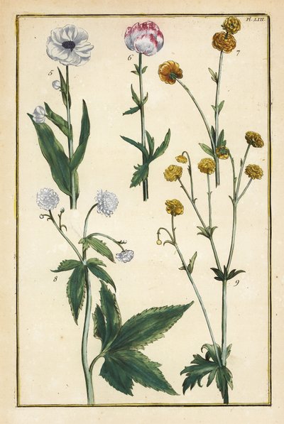 Kogelbloem, Trollius europaeus, en andere soorten boterbloemen, Ranunculus glacialis, enz. door Daniel Rabel