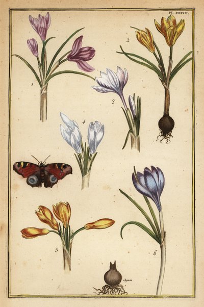 Voorjaarskrokus, Crocus vernus, en Europese pauwvlinder, Aglais io door Daniel Rabel