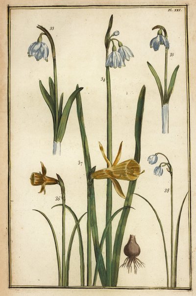 Wilde narcis, Narcissus pseudonarcissus, en sneeuwklokjes, Galanthus nivalis door Daniel Rabel