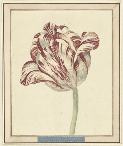 Tulp, met de naam Bisar, Kardinaal de Fleuri door Daniël Marot (II)