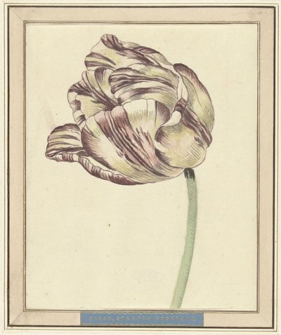 Tulp, met de naam Bisar, Staaten Generaal door Daniël Marot (II)