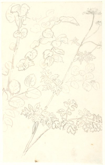 Plantenstudies door Dankvart Dreyer