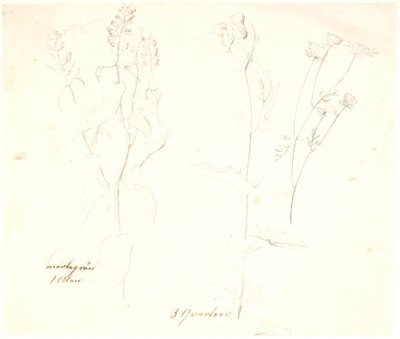 Plantstudies door Dankvart Dreyer