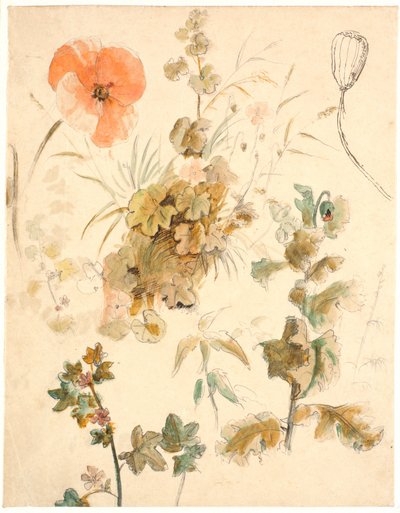 Studies van verschillende bloemen, waaronder klaprozen door Dankvart Dreyer
