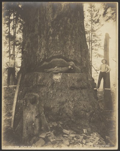 17 Feet Diameter Fir Tree nabij McMurray, Wash. door Darius Kinsey