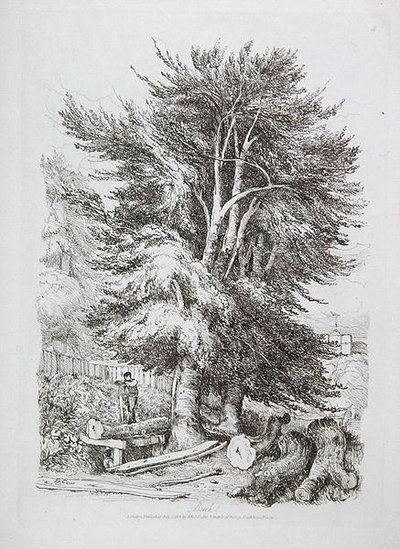 Beuk nr. 18, illustratie uit Progressieve Lessen over Landschap voor Jonge Beginners, 1816 door David Cox