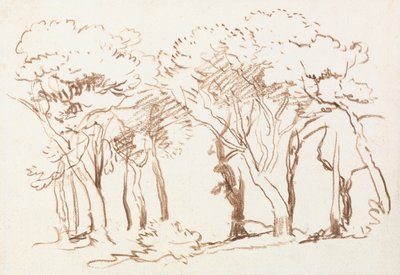 Studie van bomen door David Cox
