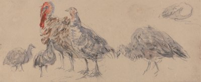 Studie van Kalkoenen door David Cox