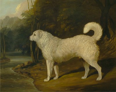 Portret van een hond, Ross door David Dalby of York