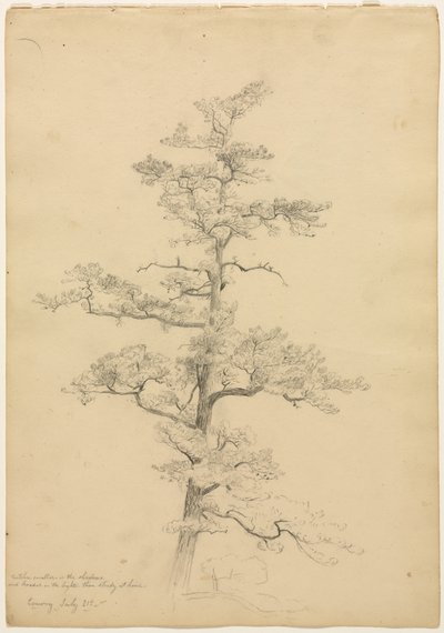 Pijnboom, Conway, New Hampshire recto, Landschap en Boomstudies verso, c. 1851 door David Johnson