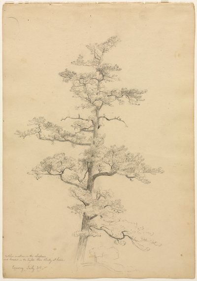 Pijnboom, Conway, New Hampshire recto, c. 1851 door David Johnson