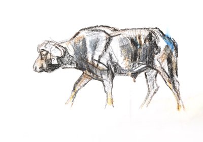 Afrikaanse buffel door David Mayer
