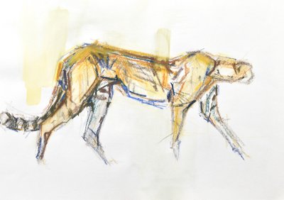 Cheetah door David Mayer