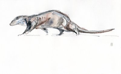 Otter rennend door David Mayer