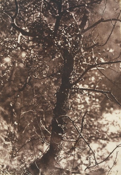 De Feeënboom in Colinton, 1846 door Hill and Adamson