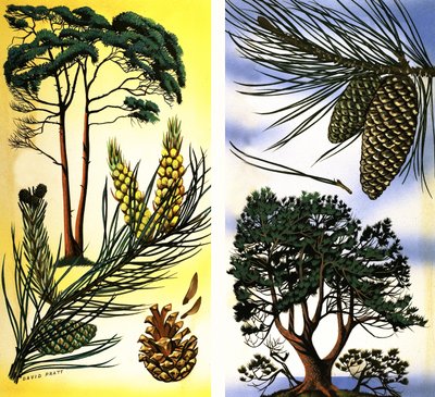 Alle soorten dennen en sparren: Grove den  zeeden door David Pratt