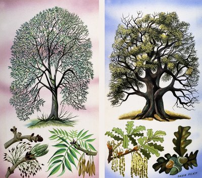 Bomen die je kunt zien door David Pratt