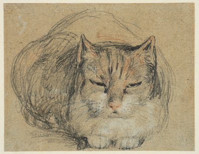 Kat, studie voor 