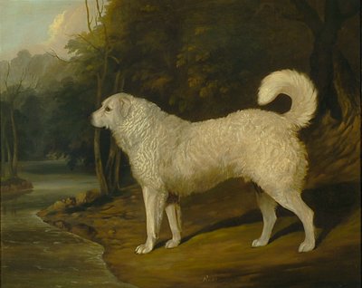 Portret van een hond, Ross door David of York Dalby