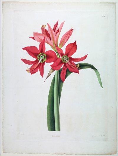 Amaryllis aulica door De Gouy