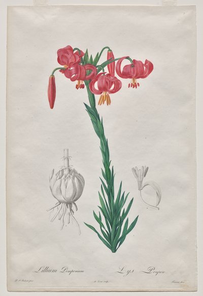 Lillium Pomponium (Turbanlelie), plaat 7 uit Les Liliacées door De Gouy