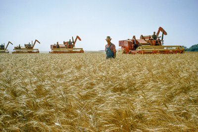 Een boer loopt door kniehoge tarwe terwijl combines achter hem draaien. Partridge, Kansas. door Dean Conger