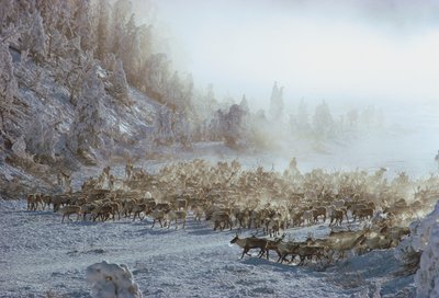 Rendieren, elanden, kariboes of vergelijkbare kudde dieren in een met sneeuw bedekt winterlandschap door Dean Conger