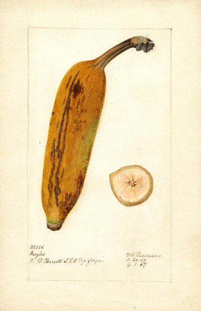Banaan ( Musa: Ingles) (aquarel) door Deborah Griscom Passmore