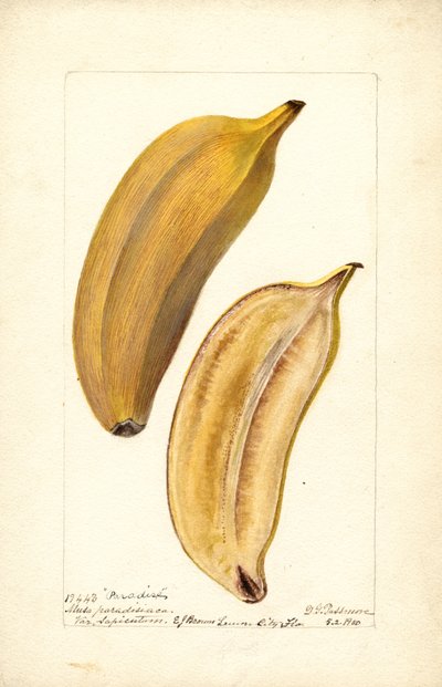 Bananen (Musa: Paradijs) (toilet) door Deborah Griscom Passmore
