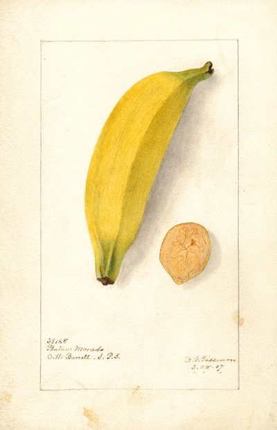 Bananen ( Musa: Paarse banaan) (aquarel) door Deborah Griscom Passmore